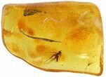 Detailed Fossil Fly (Diptera) & Plant (Long Leaf) In Baltic Amber #48228-3